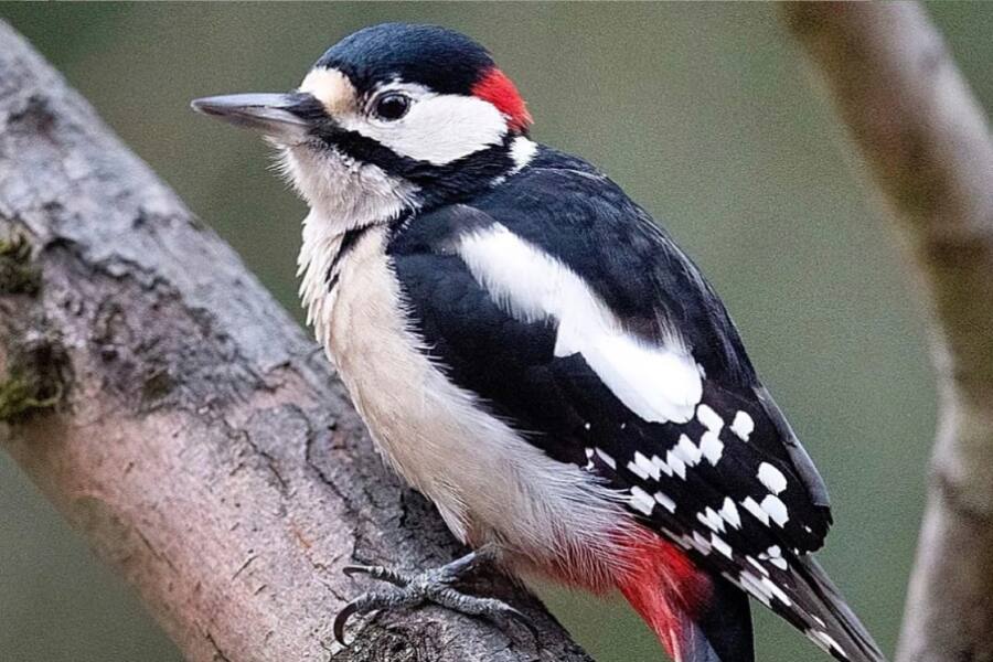 Пение птиц делает людей счастливее, чем рост доходов — исследование