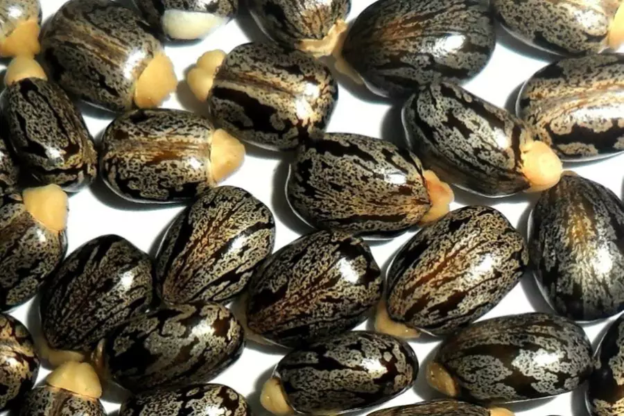 «Отравление» оказалось убийством: в Италии нашли следы рицина