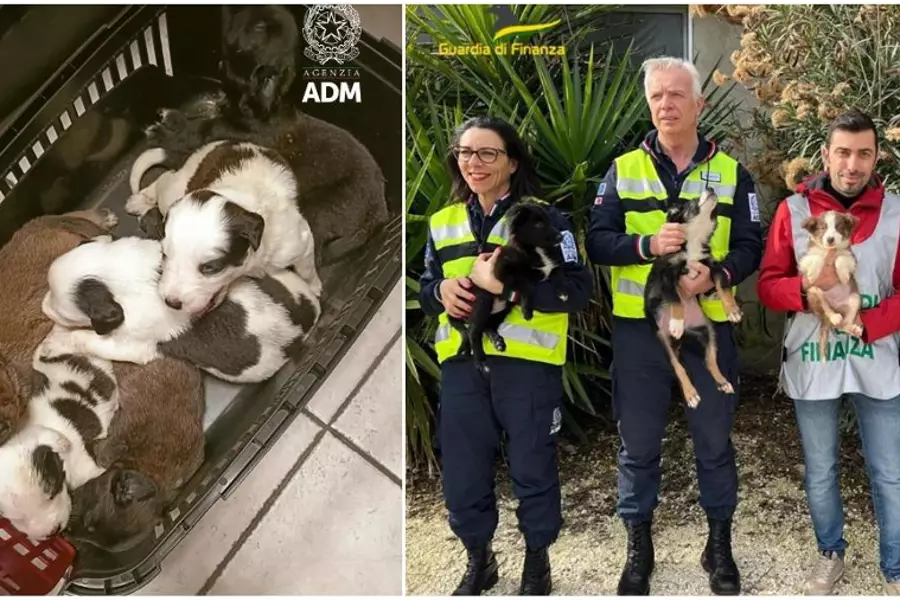 В порту Анконы финансовая полиция спасла 30 незаконно ввезенных собак