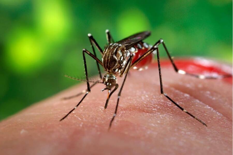 В Апулии спустя 50 лет вновь обнаружены малярийные комары Anopheles